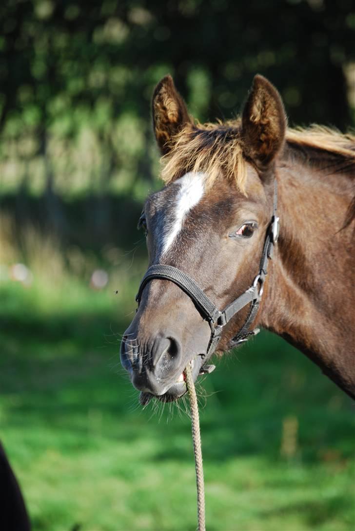 New Forest Elmholts Filicia - Gumle, gumle,gumle.......måske jeg ka få den af? billede 5