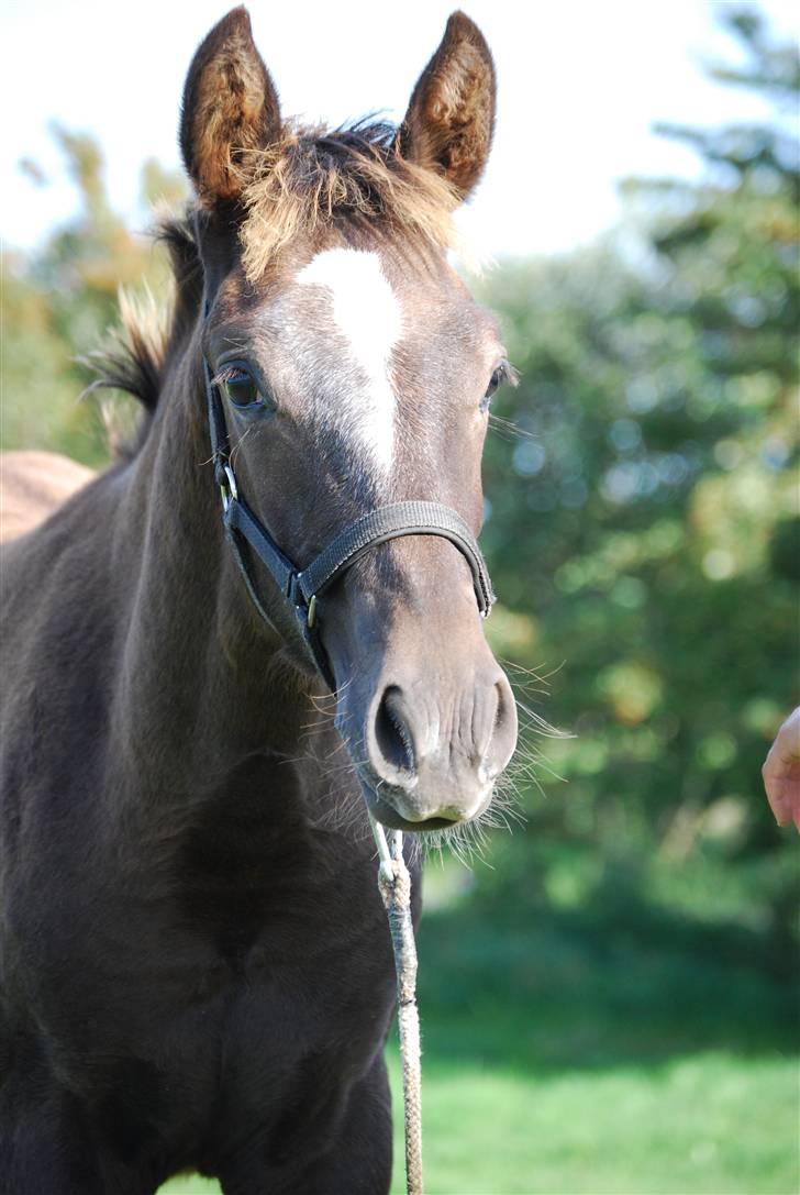 New Forest Elmholts Filicia - Pjuske-busk :o) billede 6