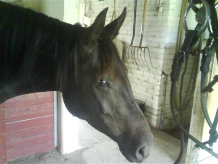 Anden særlig race Gabby billede 7