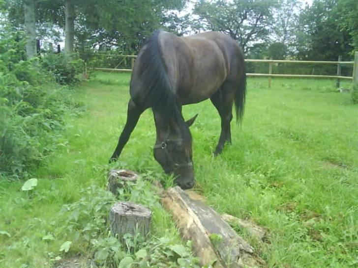 Anden særlig race Gabby billede 8