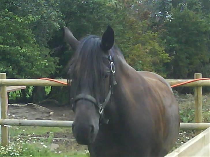 Anden særlig race Gabby billede 9