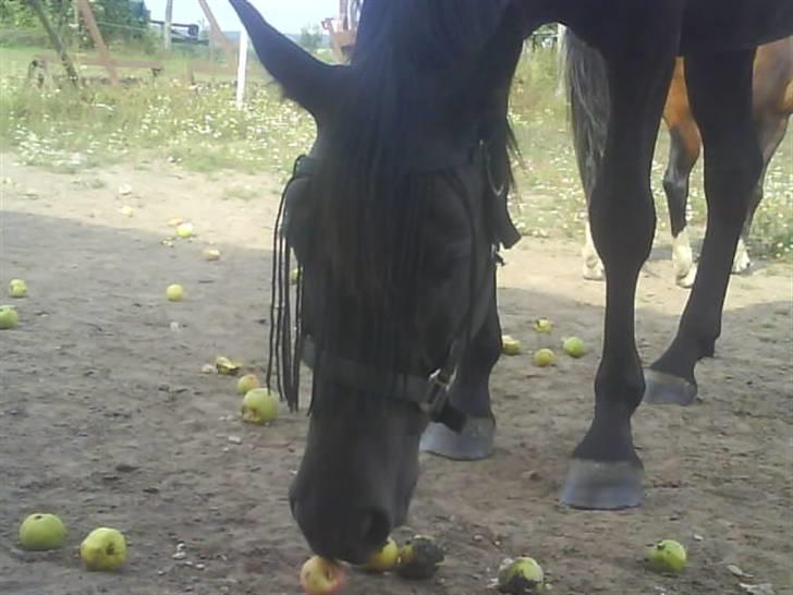 Anden særlig race Gabby billede 10