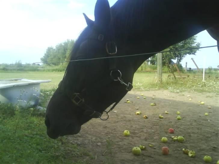 Anden særlig race Gabby billede 11