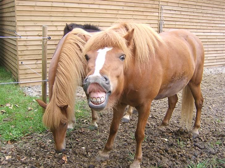 Islænder Þjassi *Solgt* - Smiiil... billede 9