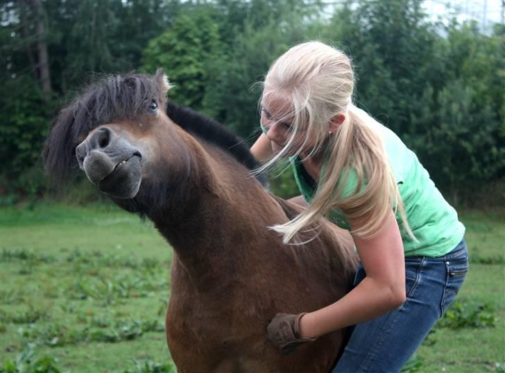 Shetlænder Bastian - uh, lige dér! SA-foto billede 3