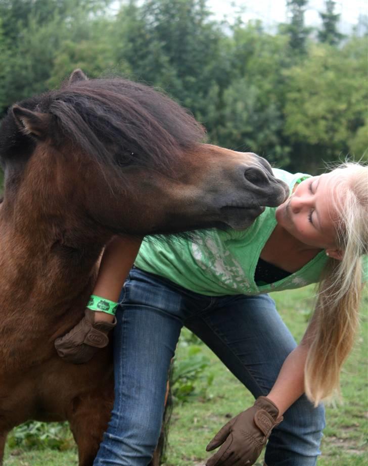 Shetlænder Bastian - Mys! SA-foto billede 4