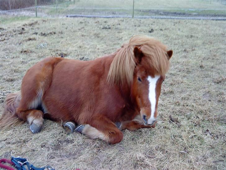 Islænder Þjassi *Solgt* billede 10