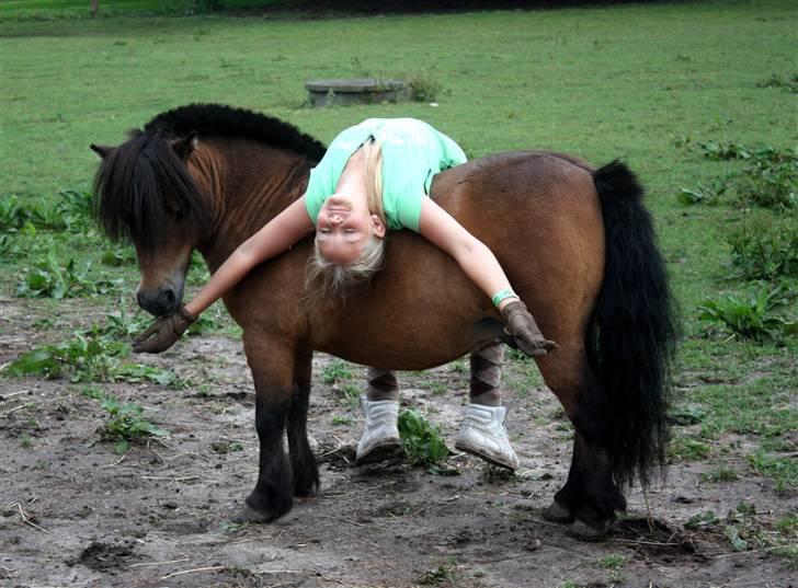 Shetlænder Bastian - SA-foto billede 5