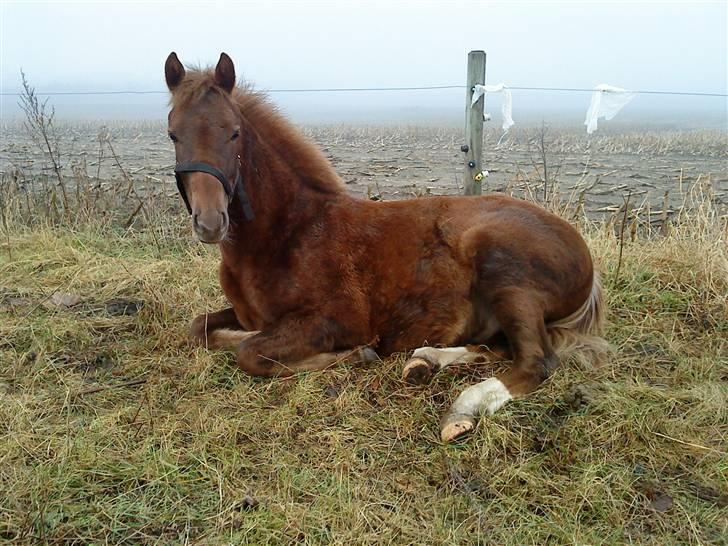 Anden særlig race Pugholm's Ferdinan - Så væltede den (; billede 8