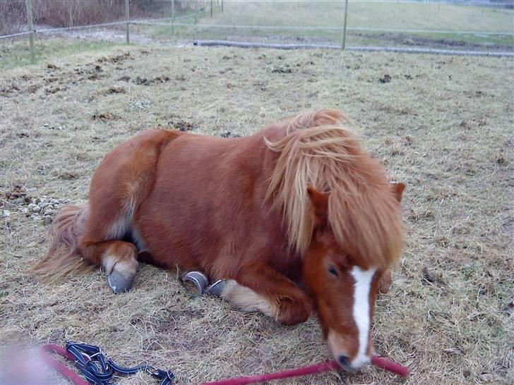 Islænder Þjassi *Solgt* billede 11