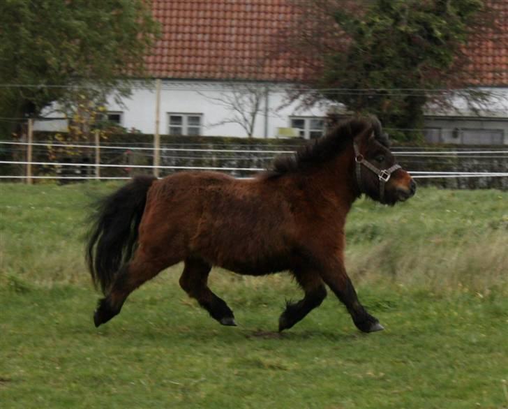 Shetlænder Bastian -  Trods størrelsen, har han da fine gangarter! SA-foto billede 7