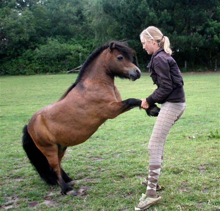 Shetlænder Bastian - En dans! SA-kamera, men jeg har taget billedet xD billede 8