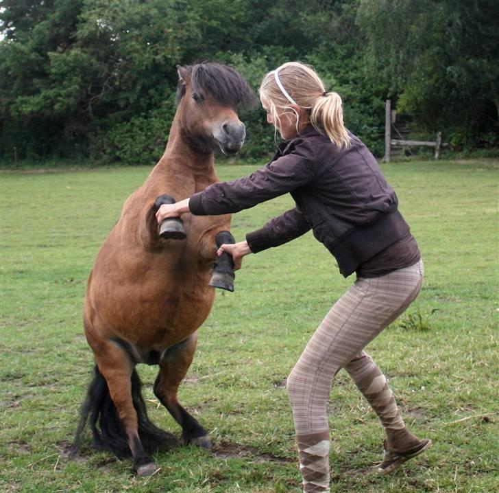 Shetlænder Bastian - Skal vi danse? SA-kamera, men jeg har taget billedet xD billede 9