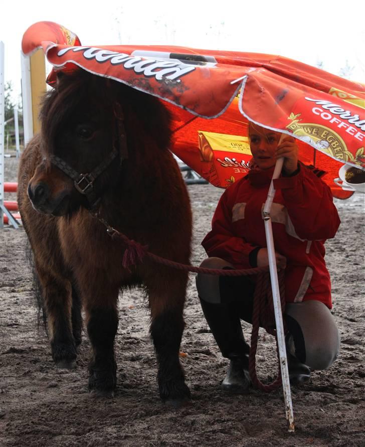 Shetlænder Bastian - SA-foto billede 11