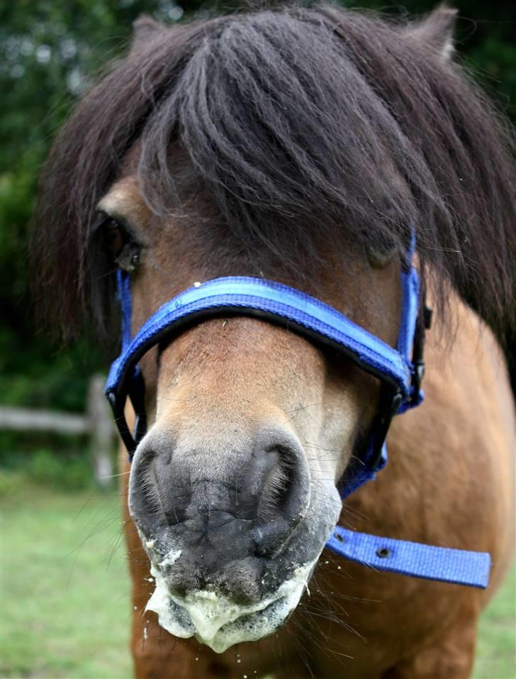 Shetlænder Bastian - Hmm, savle savle! SA-foto billede 12