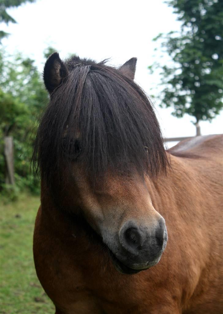 Shetlænder Bastian - SA-foto billede 13