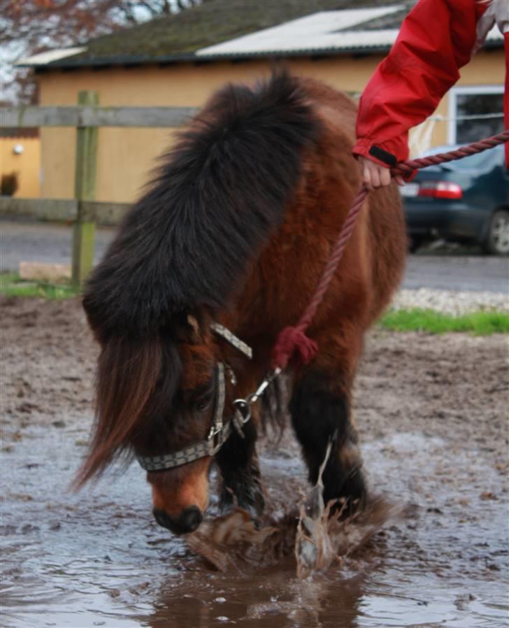 Shetlænder Bastian - SA-foto billede 14