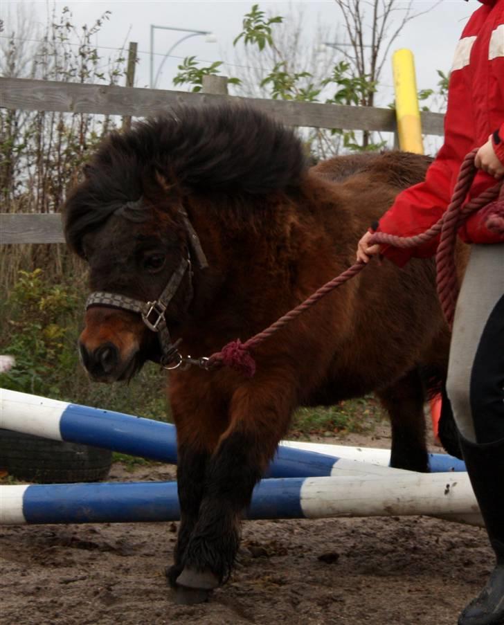 Shetlænder Bastian - SA-foto billede 15