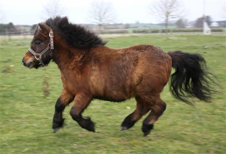 Shetlænder Bastian - SA-foto billede 16