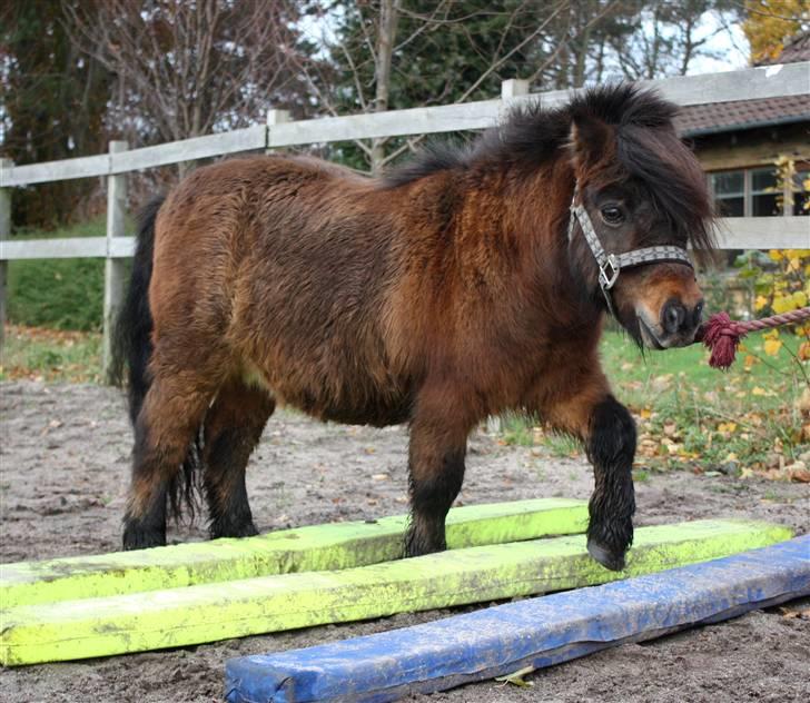 Shetlænder Bastian - SA-foto billede 17