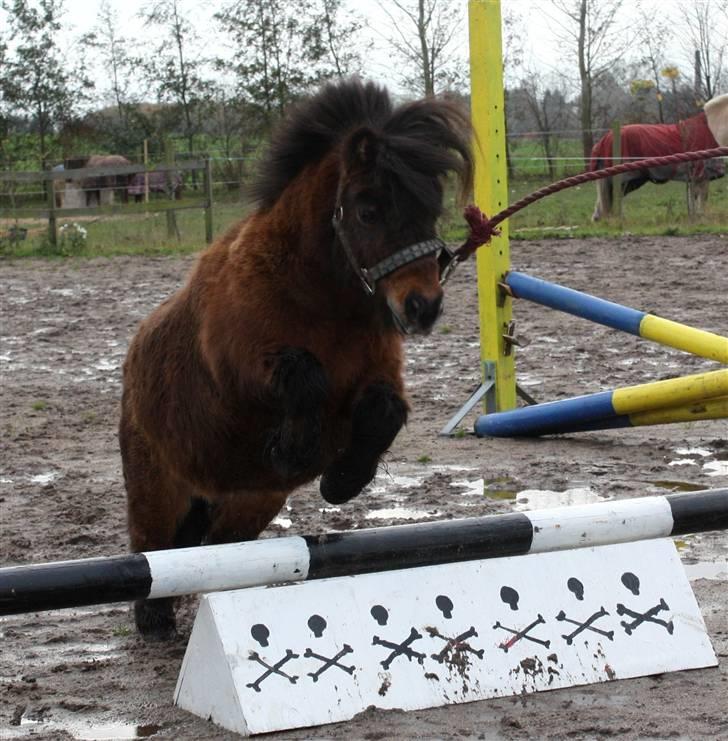 Shetlænder Bastian - SA-foto billede 18