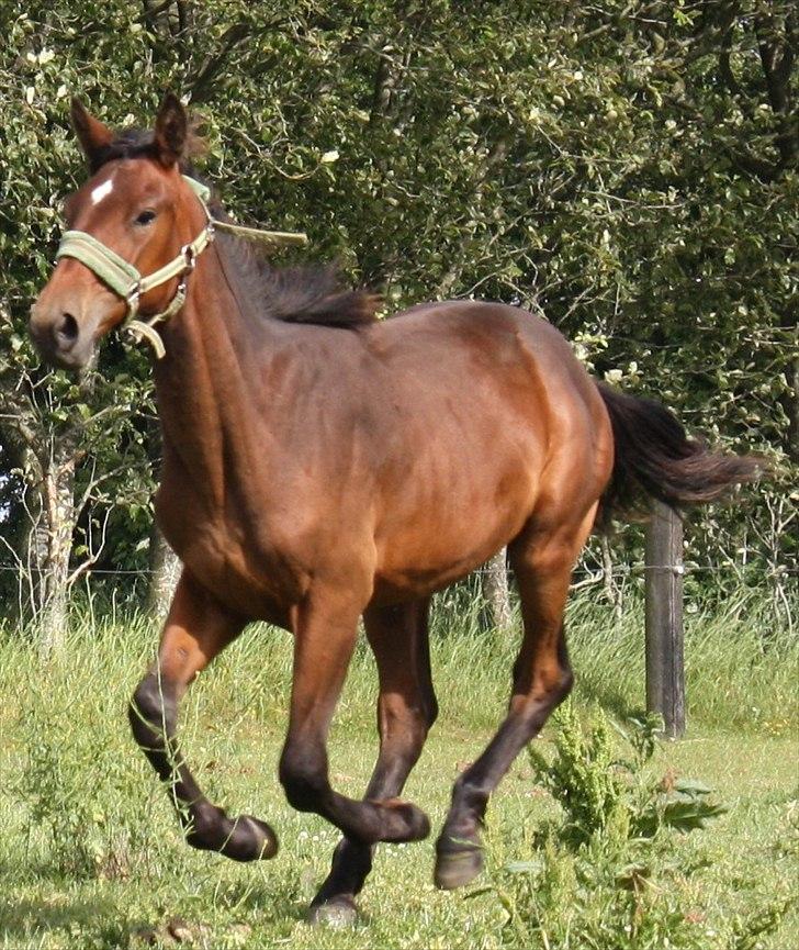 Dansk Varmblod Grangårdens Neptun (SOLGT) - Neptun 1 år billede 7