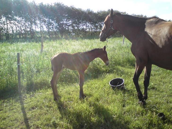 Dansk Varmblod Grangårdens Neptun (SOLGT) - Neptun 1,5 time billede 8