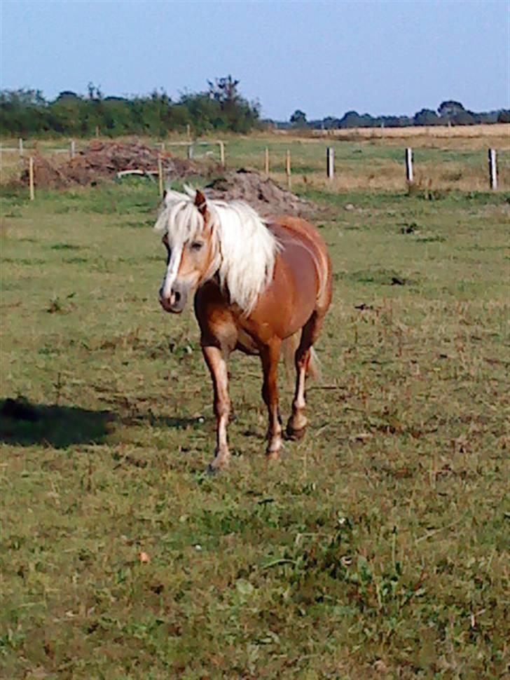 Haflinger Starlight *RIP* - Han kommer mig i møde<3 billede 10
