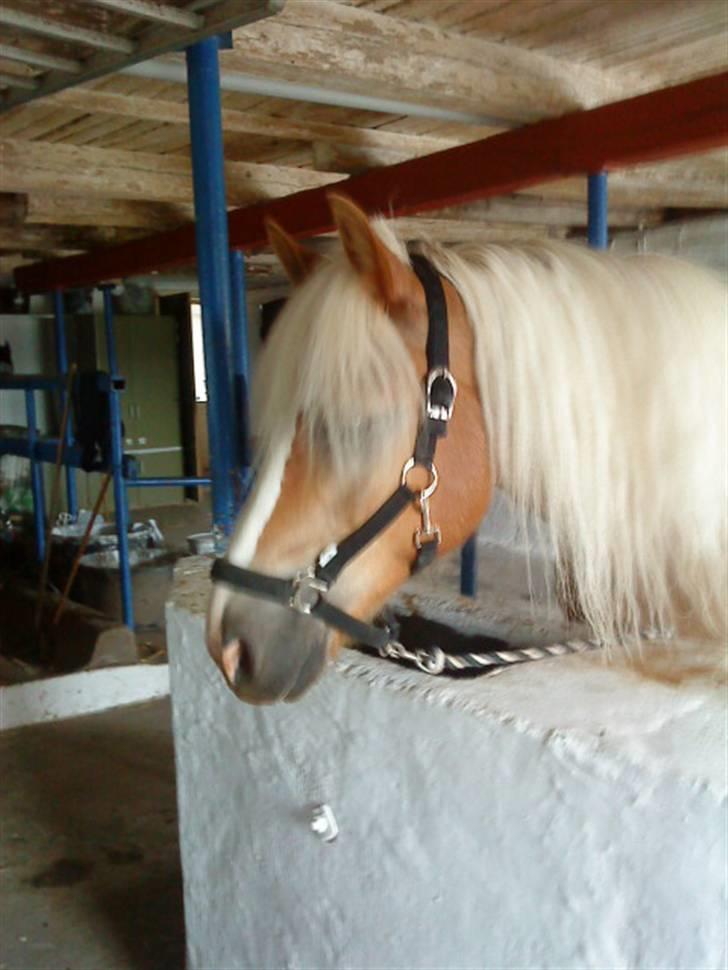 Haflinger Starlight *RIP* - Er han ikke bare dejlig!!<3? billede 11