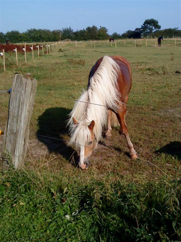Haflinger Starlight *RIP* - Hmm... hvor lækkert..... billede 12