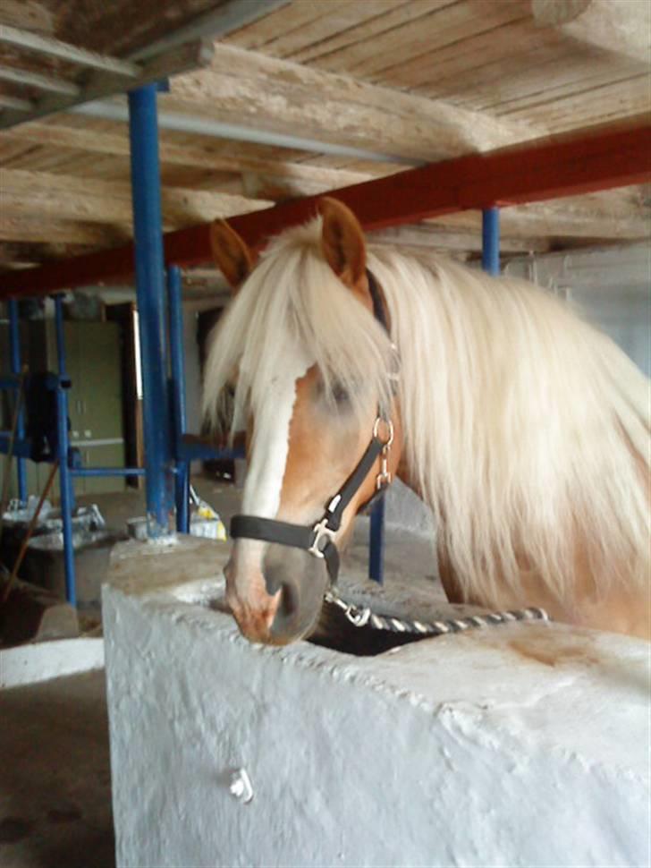 Haflinger Starlight *RIP* - LOVE YOU<3 billede 13