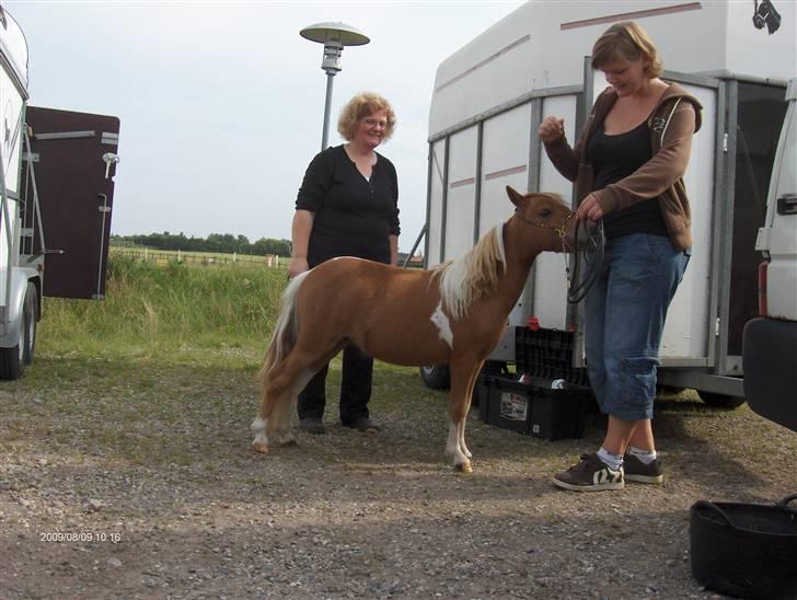 Dansk Miniature Egehøj's Playmate - Til føl og plag skue 2009  billede 13