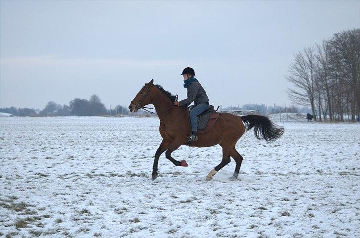 Trakehner †Freja Fifi RIP † - Foto: Mor billede 17