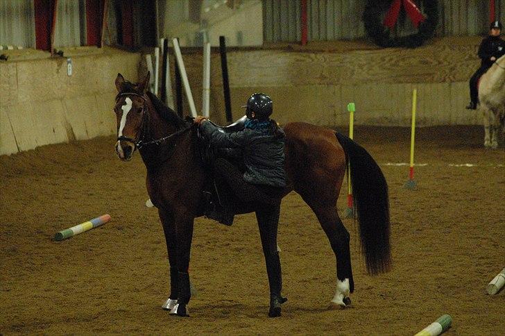 Trakehner †Freja Fifi RIP † - Foto: taget af far lidt sløret PGA for dårlig belysning  billede 18