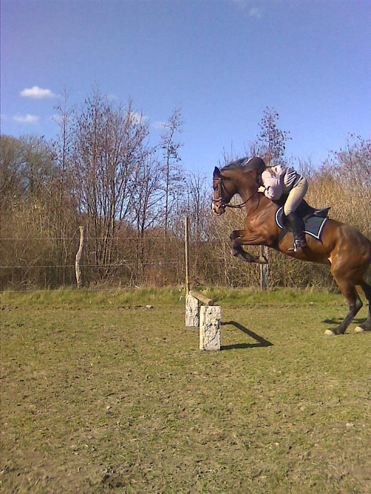 Dansk Varmblod 'Stald MJ's Lady Jane *Tidl. lånehest* billede 1