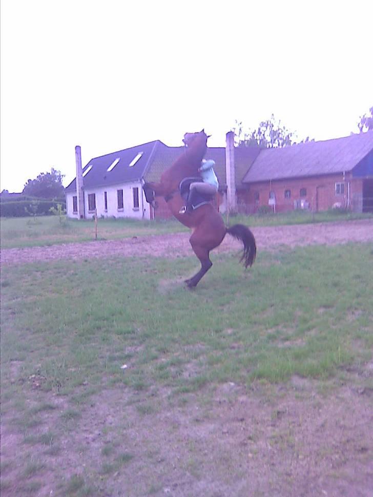 Dansk Varmblod 'Stald MJ's Lady Jane *Tidl. lånehest* billede 2