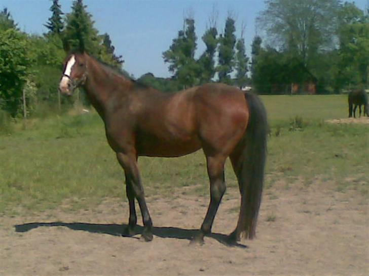 Dansk Varmblod 'Stald MJ's Lady Jane *Tidl. lånehest* billede 3