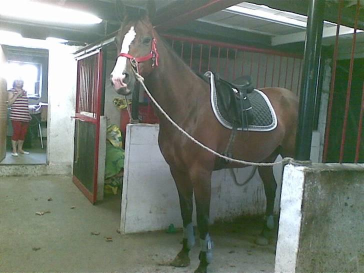 Dansk Varmblod 'Stald MJ's Lady Jane *Tidl. lånehest* billede 4