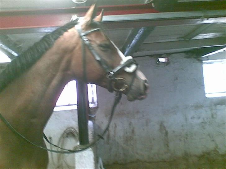 Dansk Varmblod 'Stald MJ's Lady Jane *Tidl. lånehest* billede 5