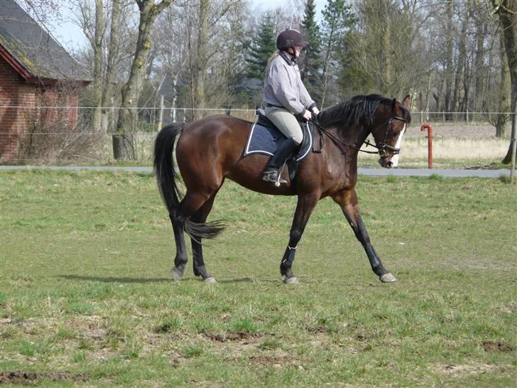 Dansk Varmblod 'Stald MJ's Lady Jane *Tidl. lånehest* billede 6