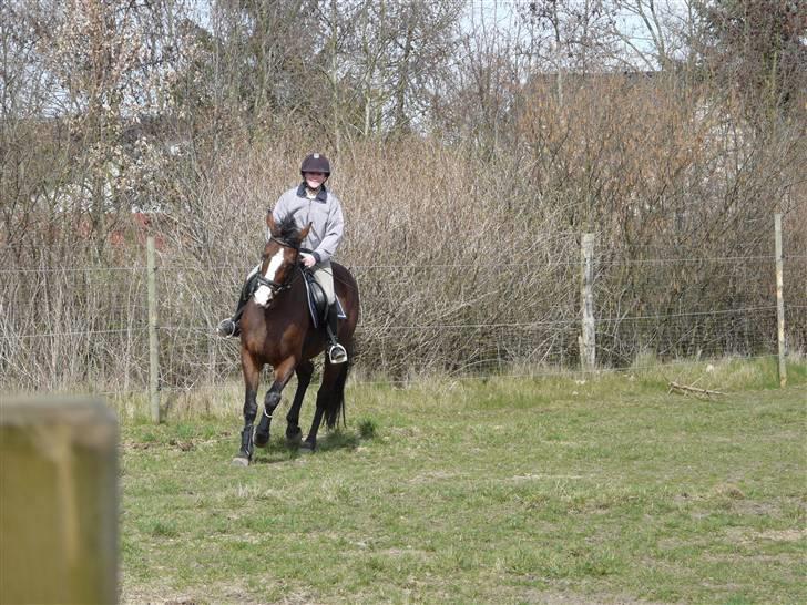 Dansk Varmblod 'Stald MJ's Lady Jane *Tidl. lånehest* billede 7