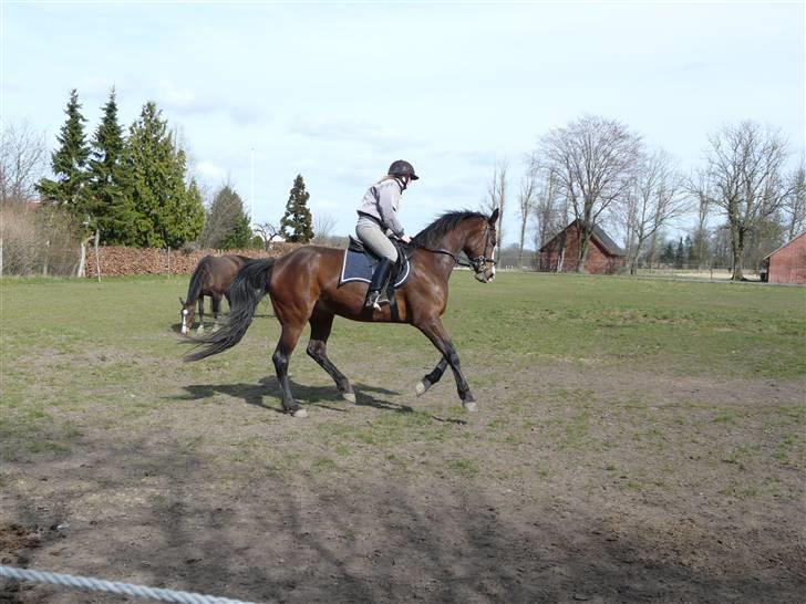 Dansk Varmblod 'Stald MJ's Lady Jane *Tidl. lånehest* billede 8