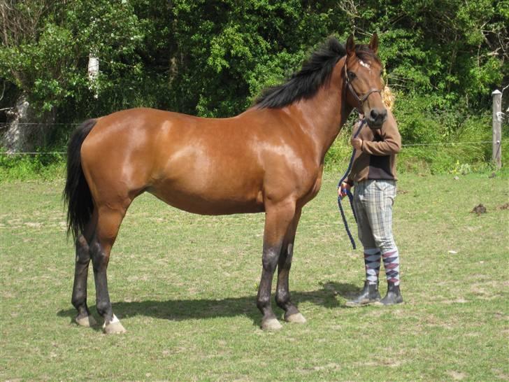 Anden særlig race PW's Tascha  billede 7