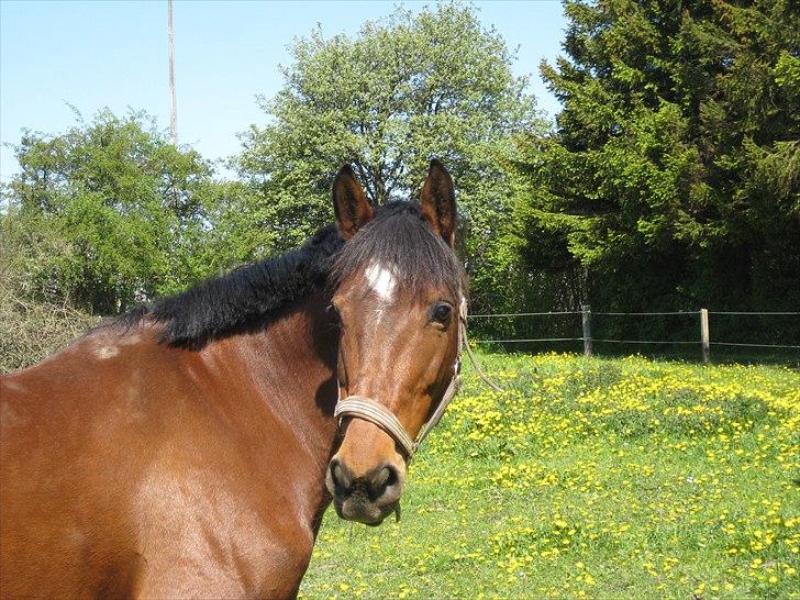 Anden særlig race PW's Tascha  billede 9