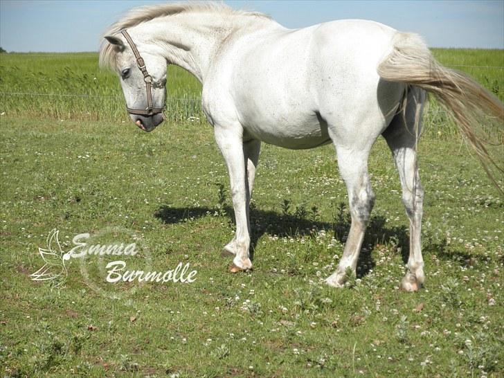 Hollandsk Sportspony Nikita  - 17# TO irriterende bremser:D billede 17