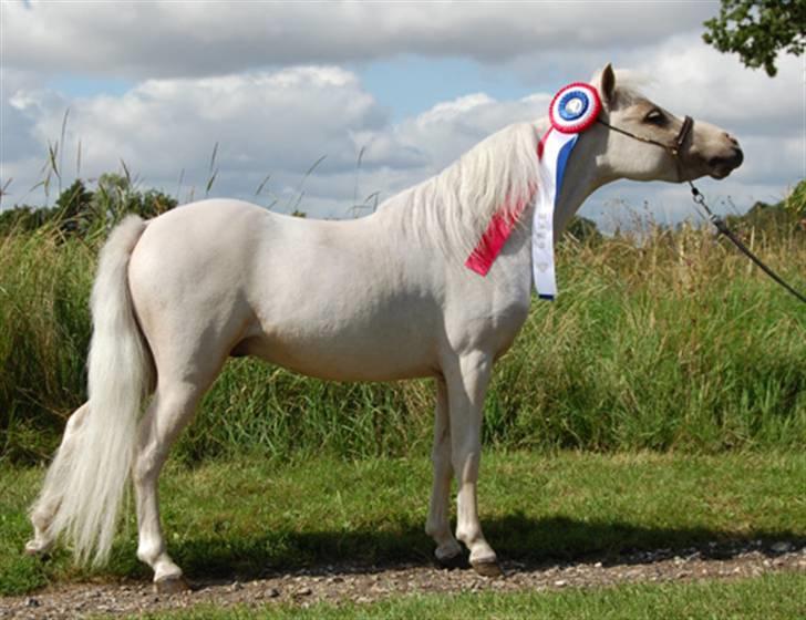 Dansk Miniature Legatgårdens Double Dare - bedste udenlandske 2års DMHF 2009 billede 15