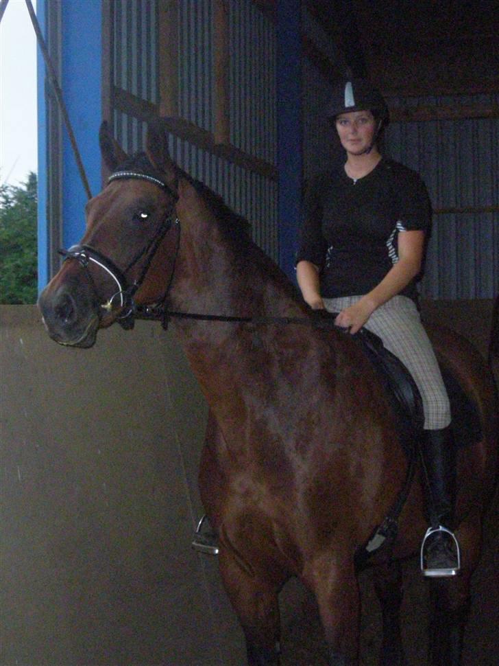 Dansk Varmblod D-Day - Taget den 10/8  billede 6