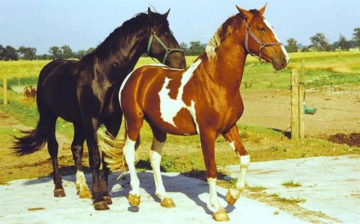 Pinto Pegasus   afdød :( billede 7