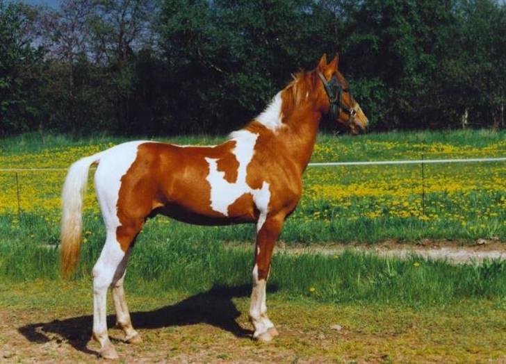 Pinto Pegasus   afdød :( - Pegasus 1 år billede 8