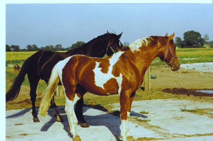 Pinto Pegasus   afdød :( billede 9